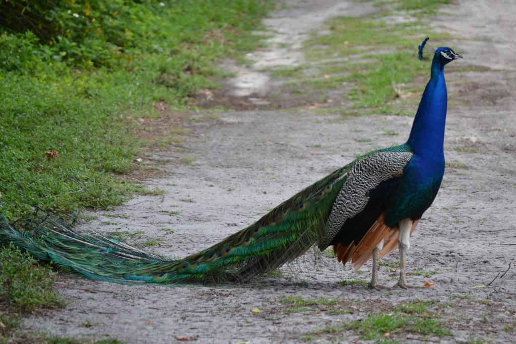 Sigiriya Peacock Homestay Esterno foto