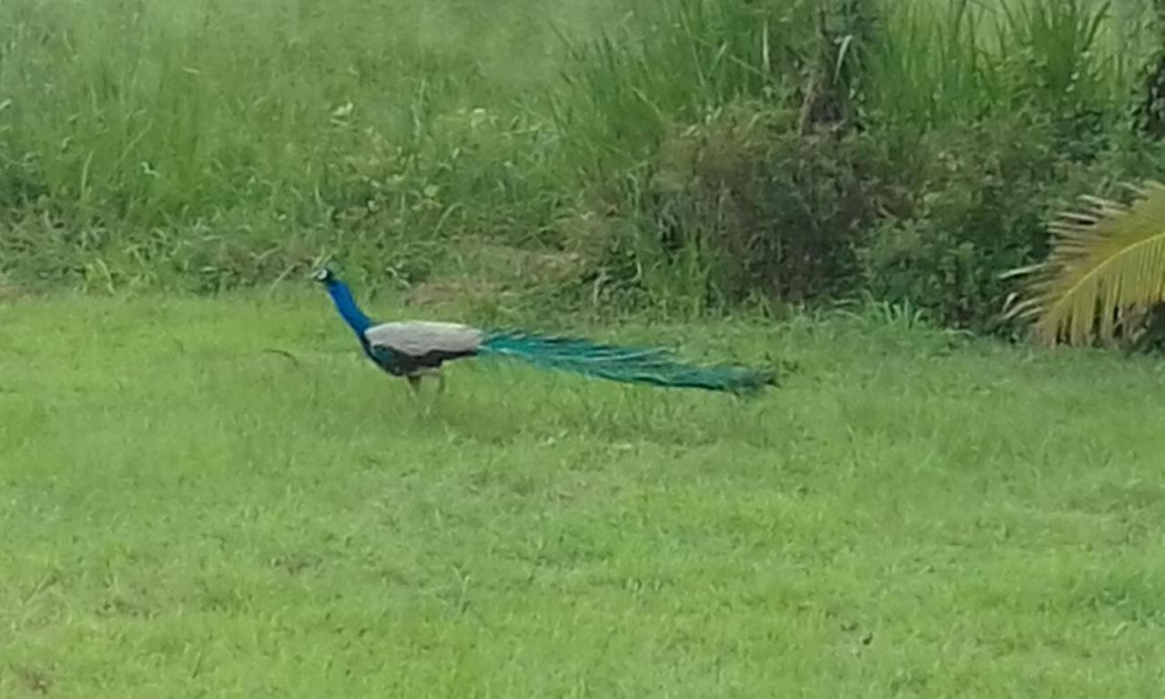 Sigiriya Peacock Homestay Esterno foto